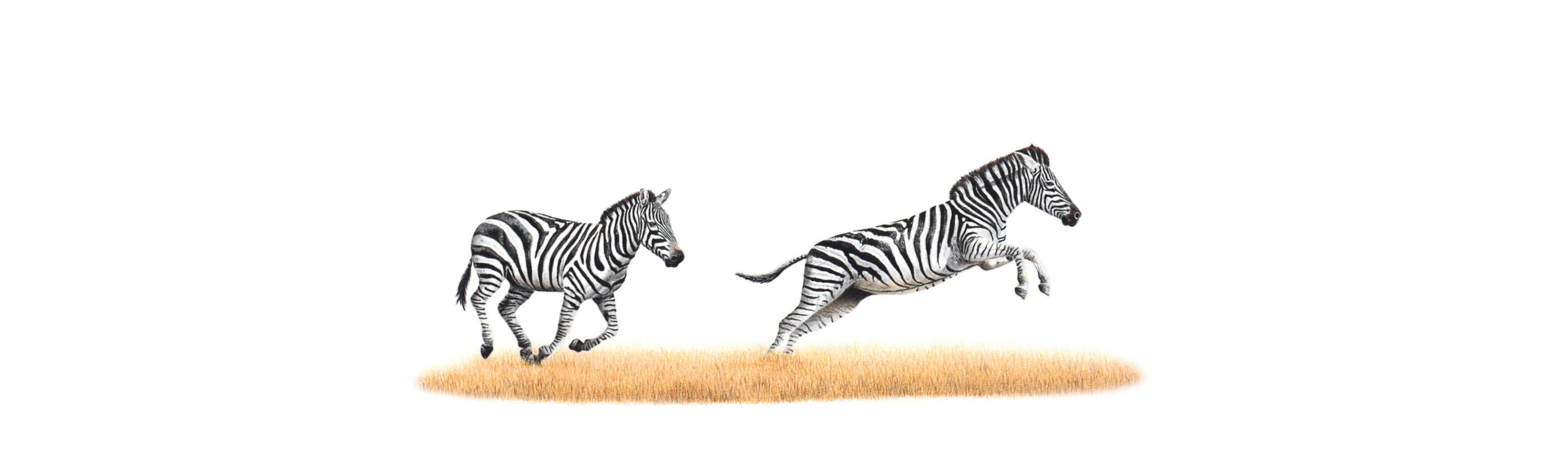 Zebras Panorama