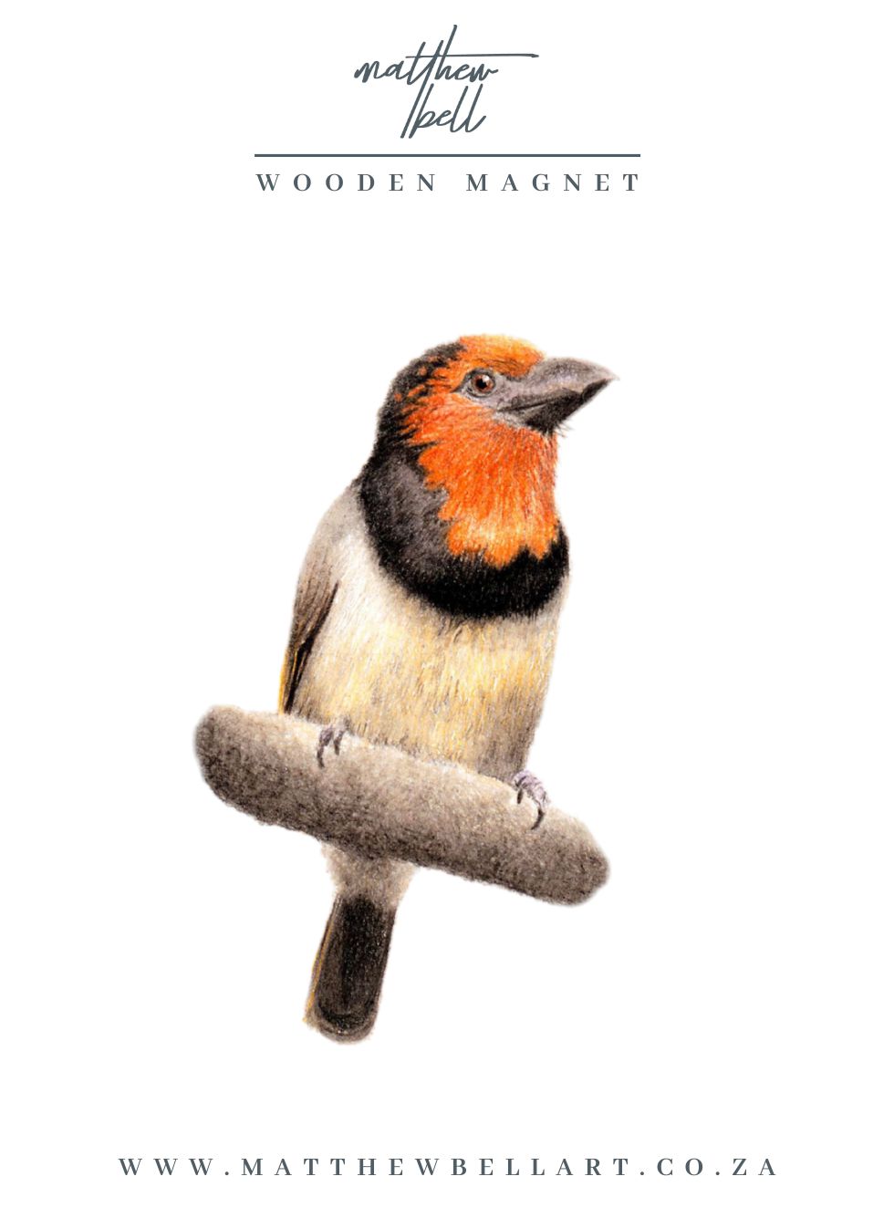 Black Collared Barbets Magnet - BCB