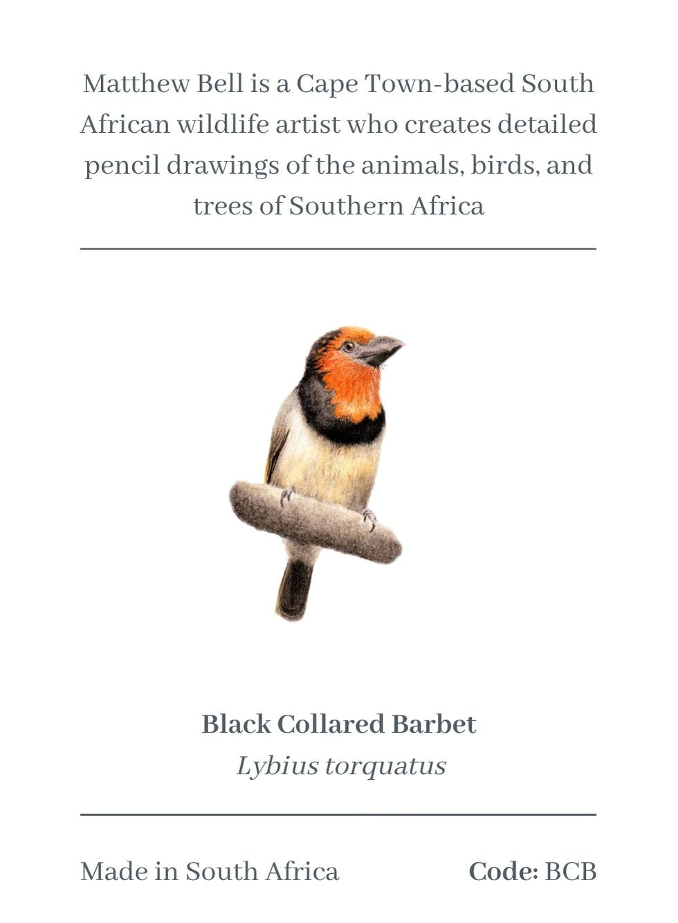 Black Collared Barbets Magnet - BCB