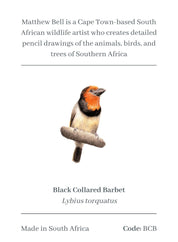 Black Collared Barbets Magnet - BCB