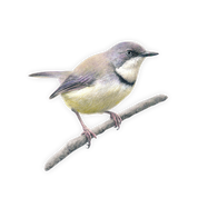 Bar Throated Apalis Magnet - BTA