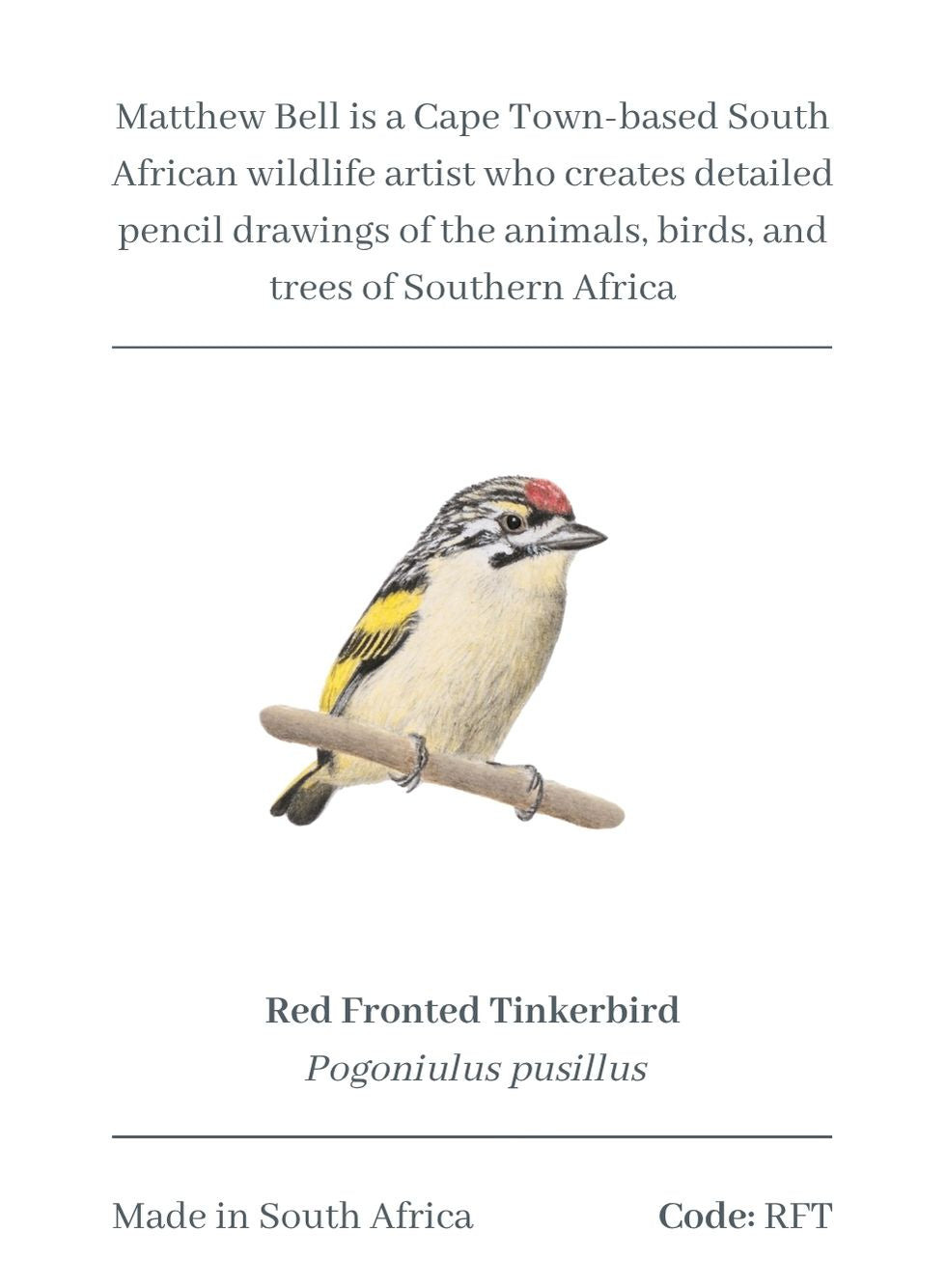 Red Fronted Tinkerbird Magnet - RFT