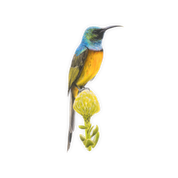 Orange Breasted Sunbird Magnet - OBS2