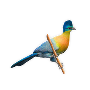 Purple Crested Turaco Magnet - PCT