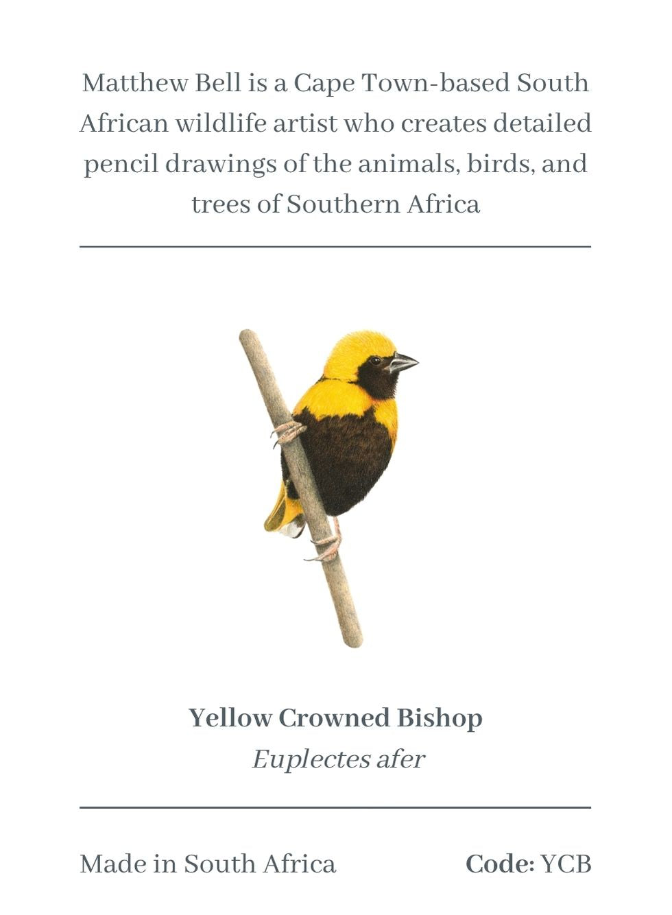 Yellow Crowned Bishop Magnet - YCB