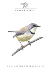 Bar Throated Apalis Magnet - BTA