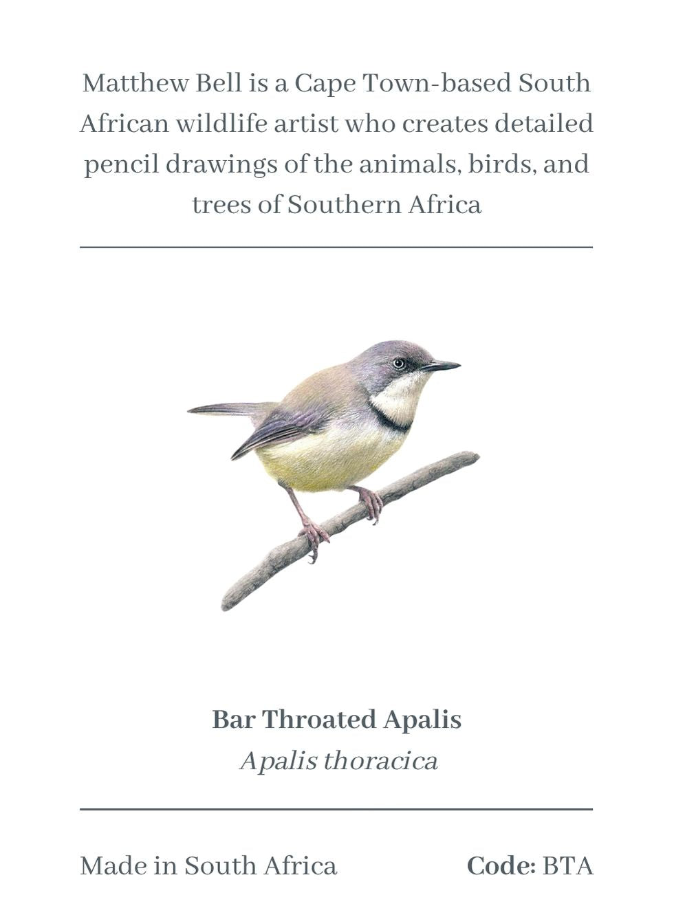 Bar Throated Apalis Magnet - BTA