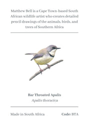 Bar Throated Apalis Magnet - BTA