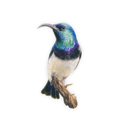 White Bellied Sunbird Magnet - WBS