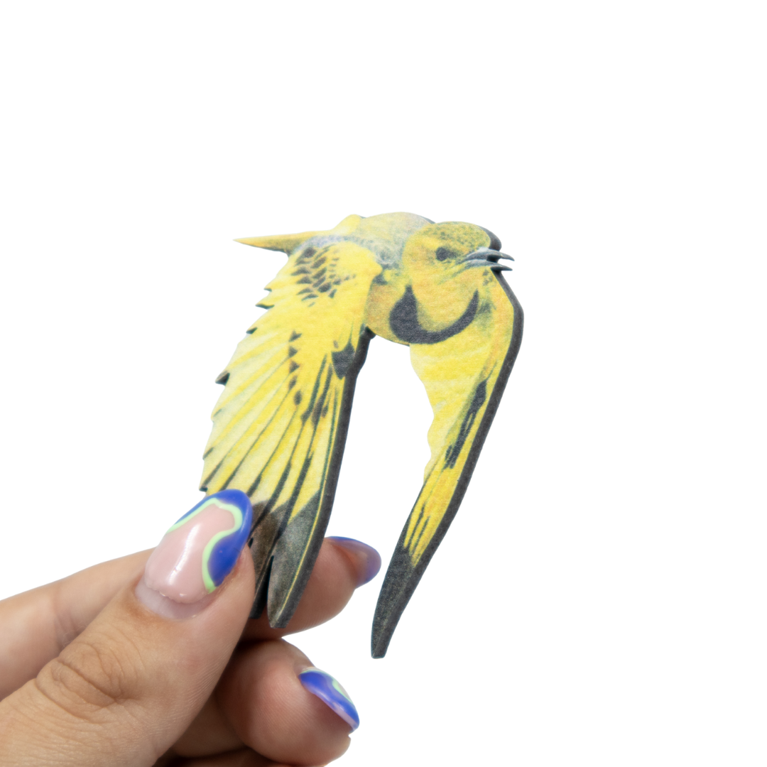Golden Pipit Magnet- GPT