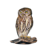 Pearl Spotted Owl Magnet - PSO