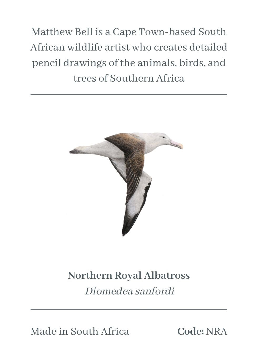 Northern Royal Albatross Magnet - NRA