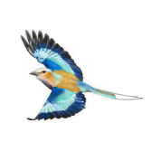 Lilac Breasted Roller Magnet - LBR7
