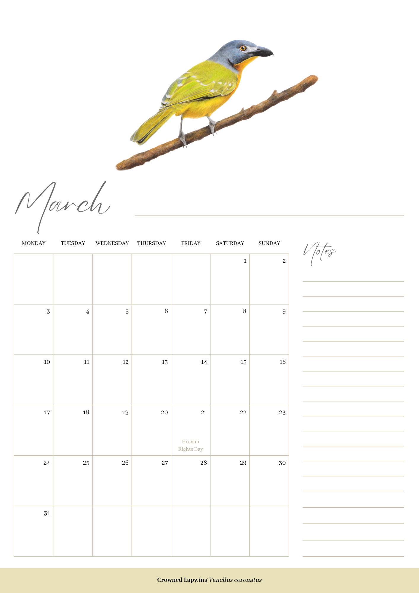 2025 premium quality South African birds hanging wall calendar showing wildlife artwork by artist Matthew Bell including Red Billed Hornbill, Lesser Striped Swallow, Saddle Billed Stork, Crowned Lapwing, Violet Backed Starling, Grey Headed Bush Shrike, African Pitta, Marico Sunbird, Blue Cheeked Bee Eater, African Pygmy Kingfisher, Cape Weaver, Wood Owl