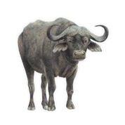 Buffalo Magnet - BFL2