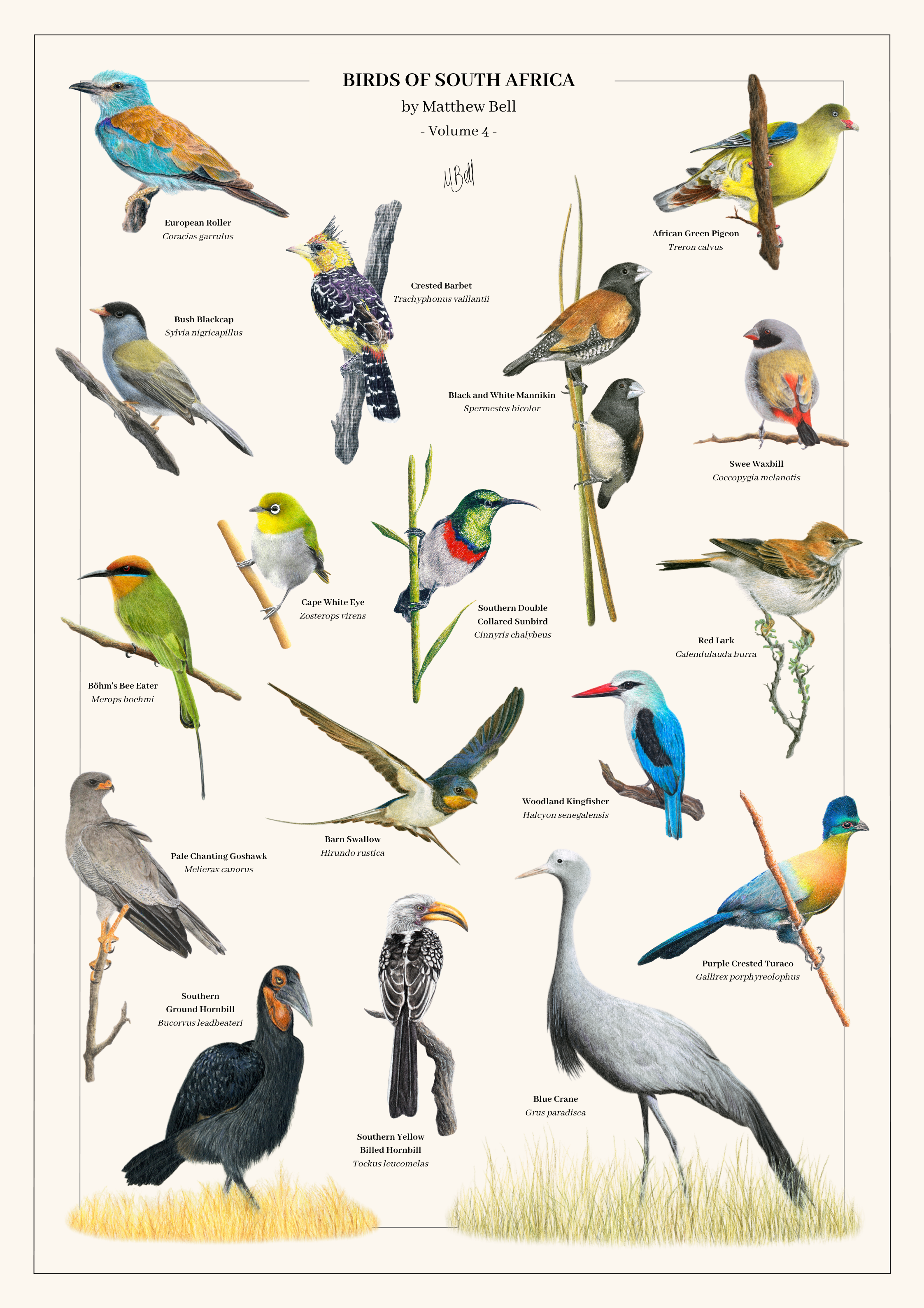 All Four Birds of South Africa Posters Bundle