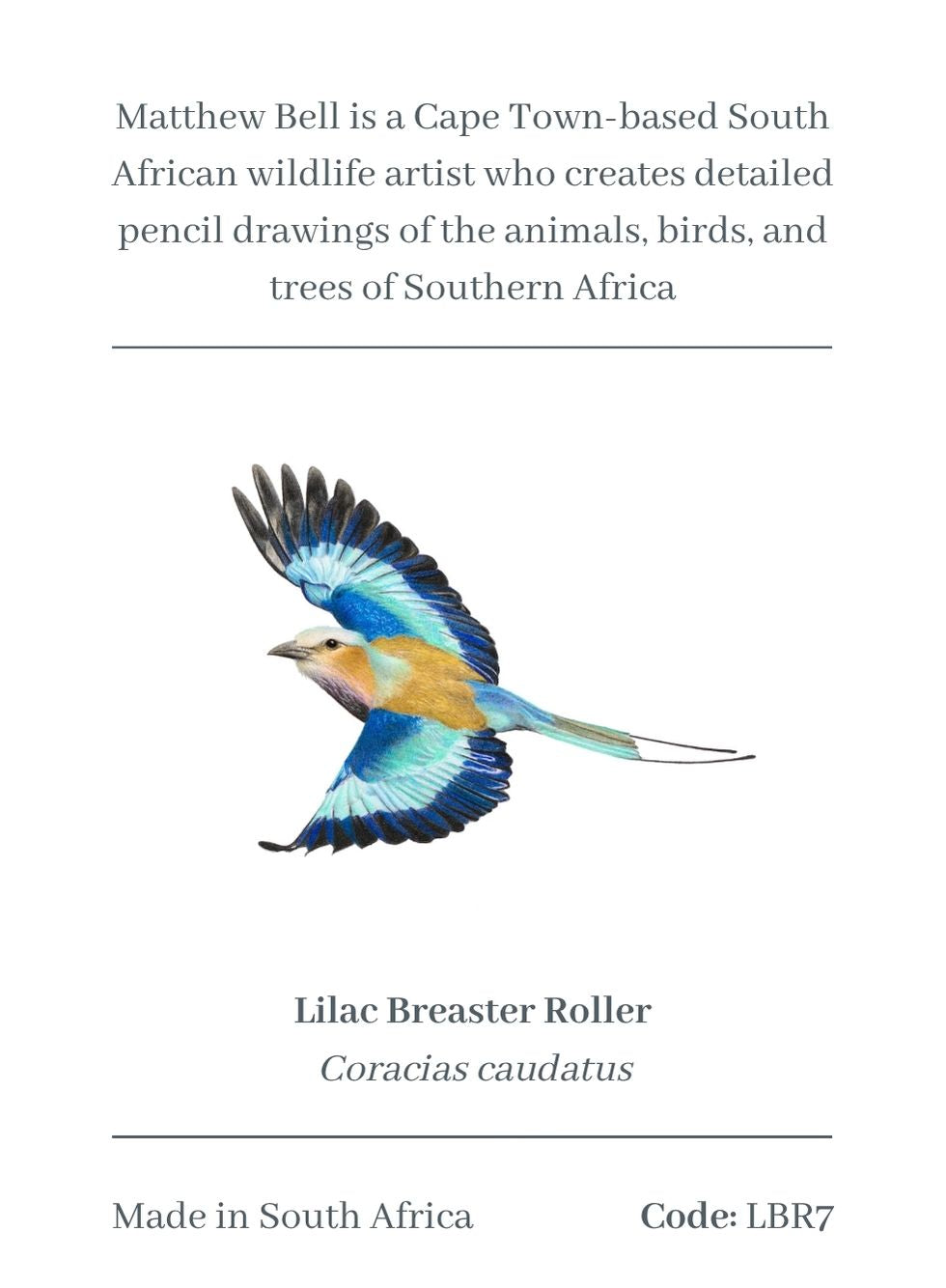 Lilac Breasted Roller Magnet - LBR7