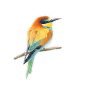European Bee Eater Magnet - EBE1