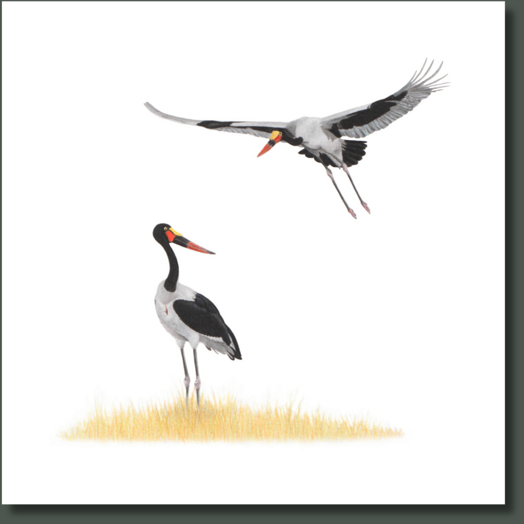 Saddle Billed Storks bird artwork printed on high quality cotton canvas by wildlife artist Matthew Bell