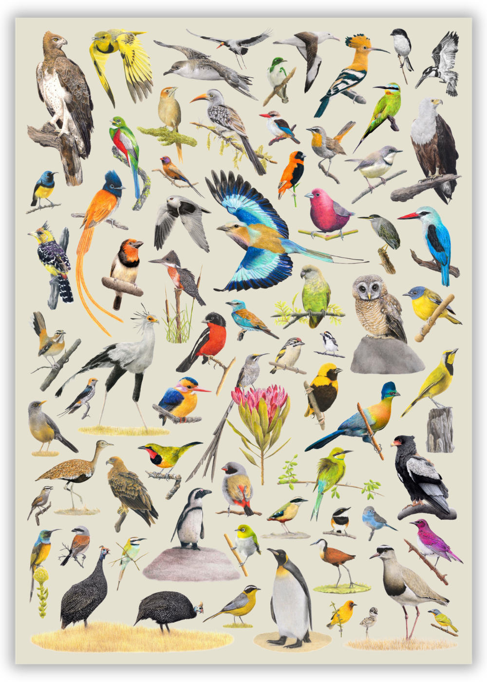 Birds of South Africa Wooden Puzzle