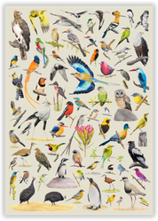 Birds of South Africa Wooden Puzzle