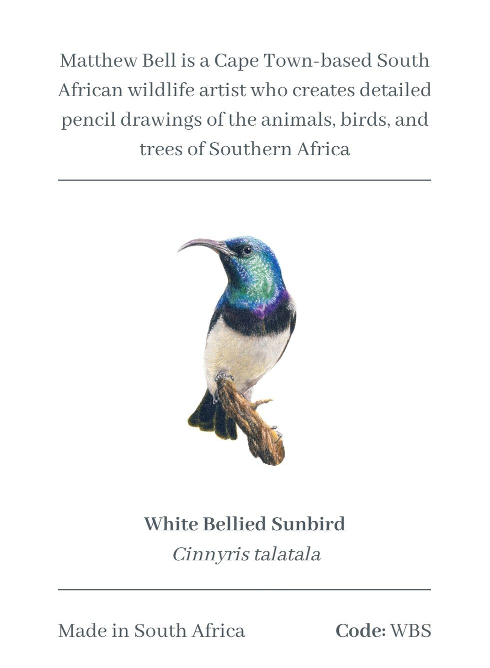 White Bellied Sunbird Magnet - WBS