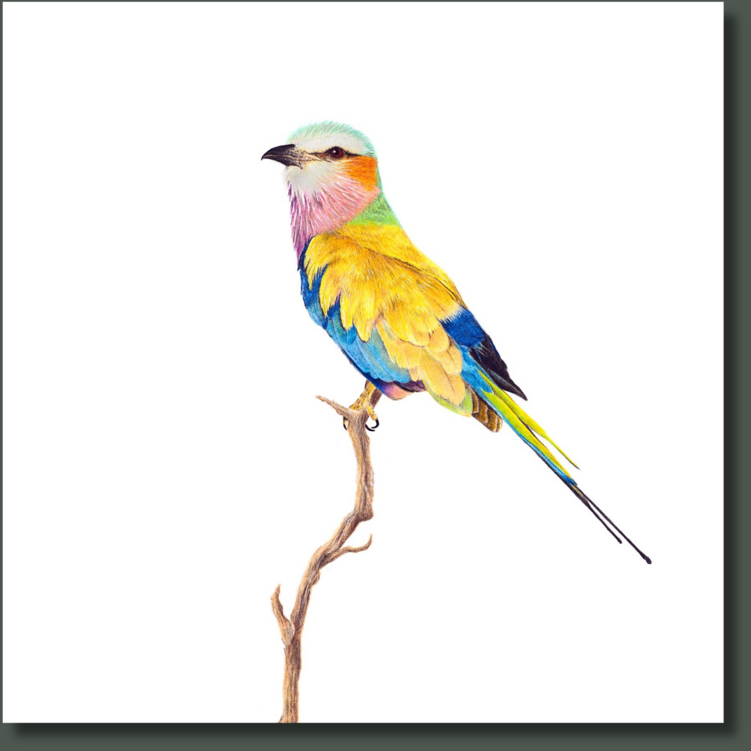 Lilac Breasted Roller nature bird artwork