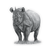 Black Rhino Magnet - BR3