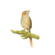 Cape Grassbird Magnet - CGB