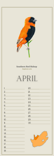 South African Birds art perpetual reusable birthday calendar by wildlife artist Matthew Bell