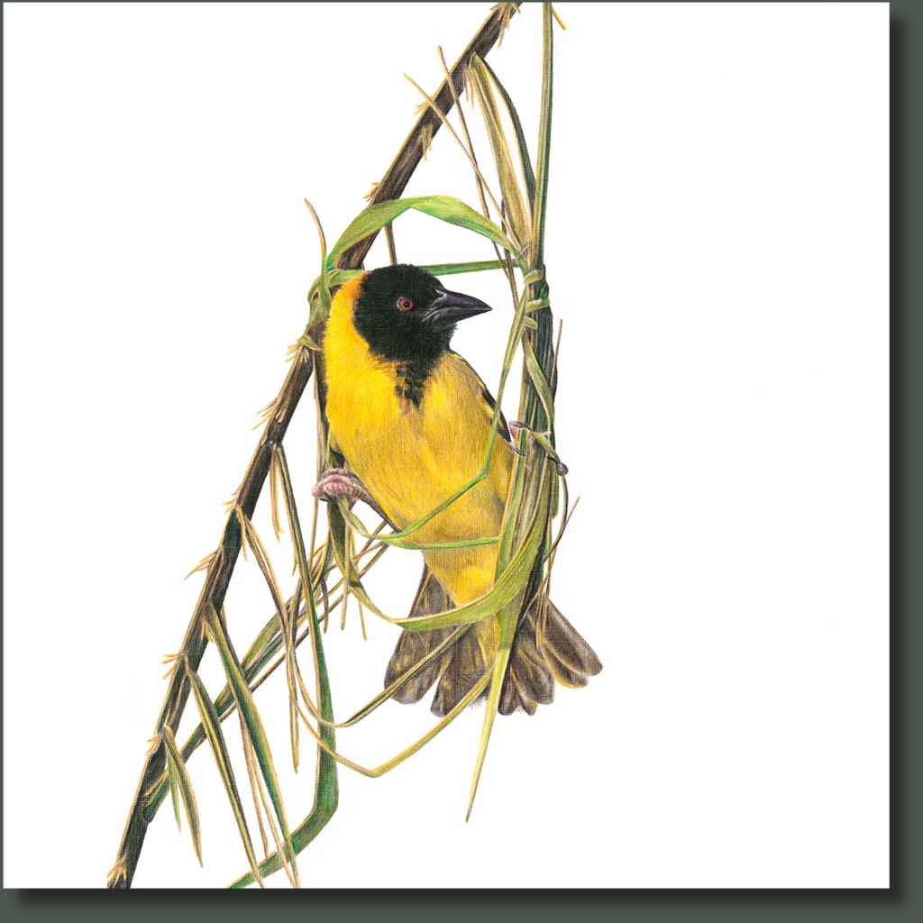 Southern Masked Weaver in Fever Tree
