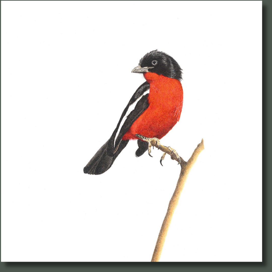 Crimson Breasted Shrike bird nature artwork