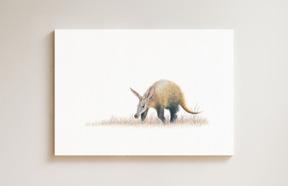 Aardvark drawing on canvas by South African wildlife artist Matthew Bell