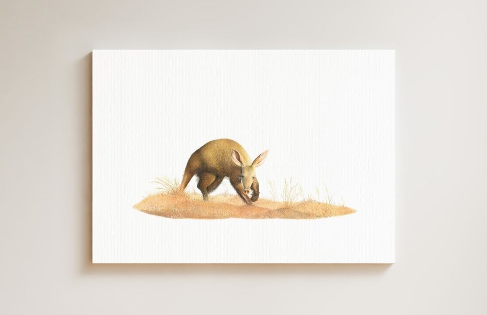Aardvark drawing on canvas by South African wildlife artist Matthew Bell