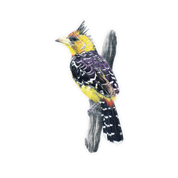 Crested Barbet Magnet - CB