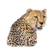 Cheetah Magnet - CHT1