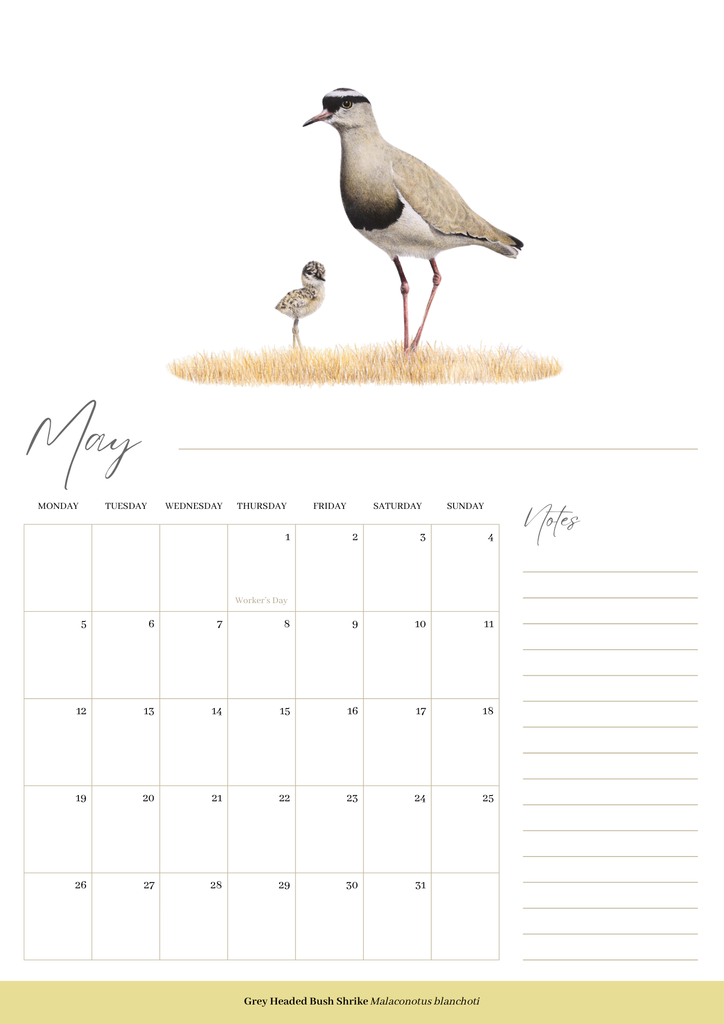 2025 premium quality South African birds hanging wall calendar showing wildlife artwork by artist Matthew Bell including Red Billed Hornbill, Lesser Striped Swallow, Saddle Billed Stork, Crowned Lapwing, Violet Backed Starling, Grey Headed Bush Shrike, African Pitta, Marico Sunbird, Blue Cheeked Bee Eater, African Pygmy Kingfisher, Cape Weaver, Wood Owl