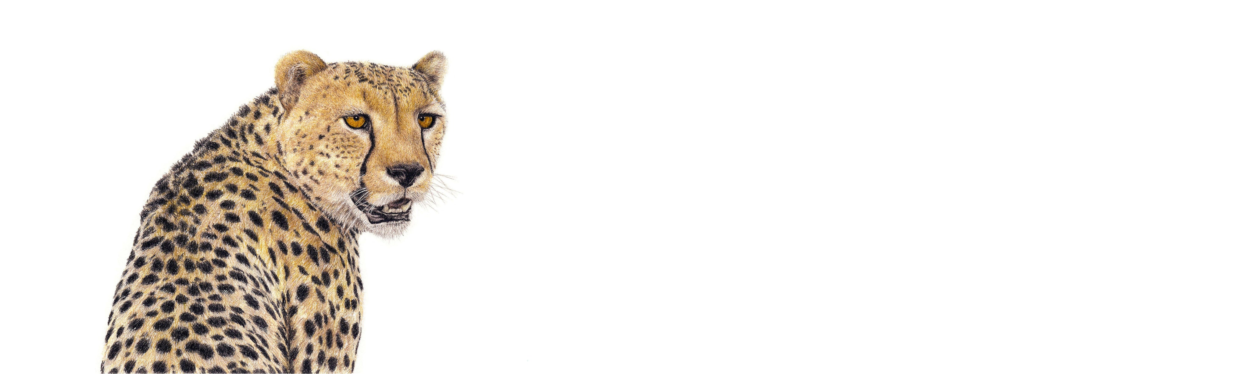 Cheetah Portrait Panorama