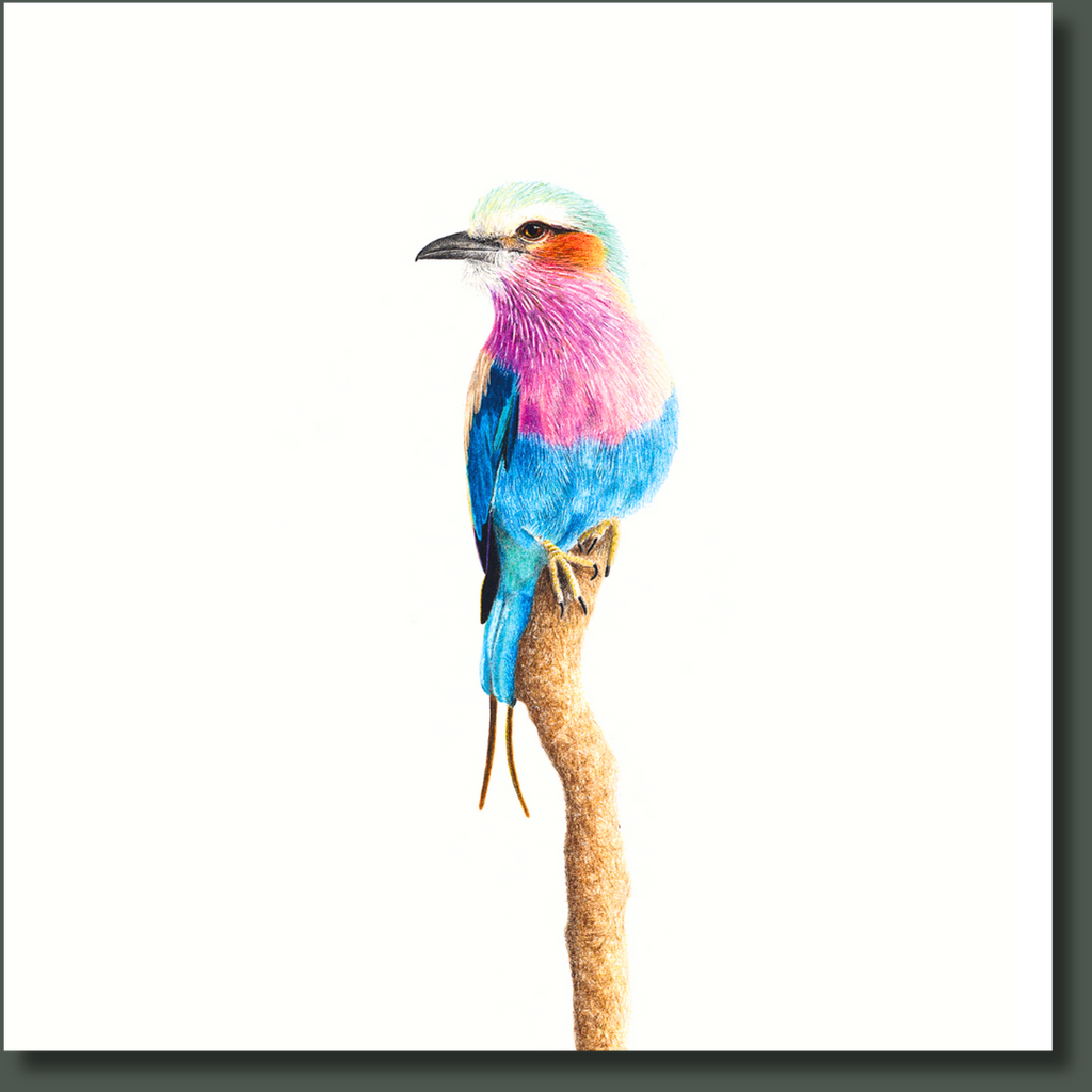 Lilac Breasted Roller nature bird artwork