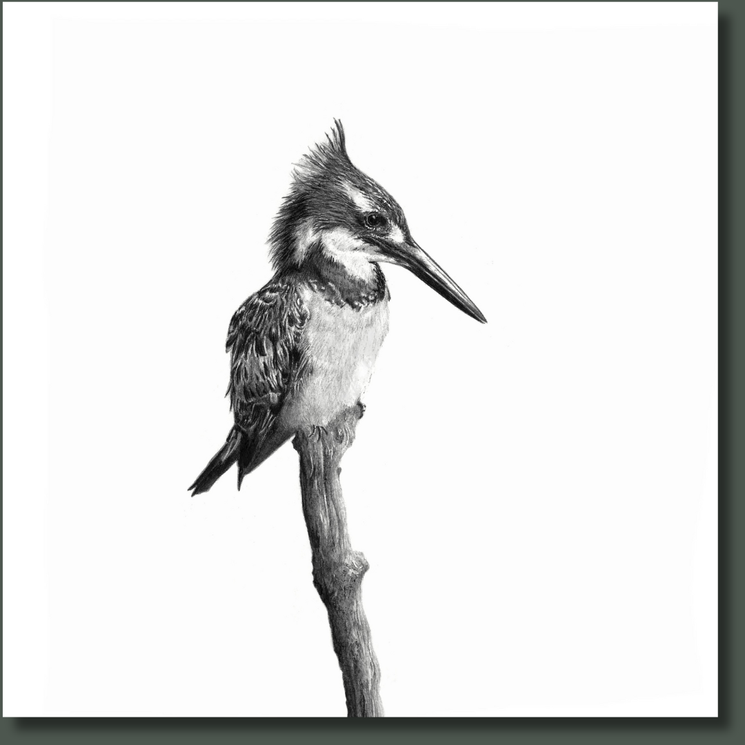 Pied Kingfisher bird art print