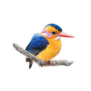 African Pygmy Kingfisher Magnet - APK