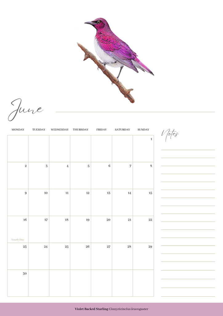 2025 premium quality South African birds hanging wall calendar showing wildlife artwork by artist Matthew Bell including Red Billed Hornbill, Lesser Striped Swallow, Saddle Billed Stork, Crowned Lapwing, Violet Backed Starling, Grey Headed Bush Shrike, African Pitta, Marico Sunbird, Blue Cheeked Bee Eater, African Pygmy Kingfisher, Cape Weaver, Wood Owl