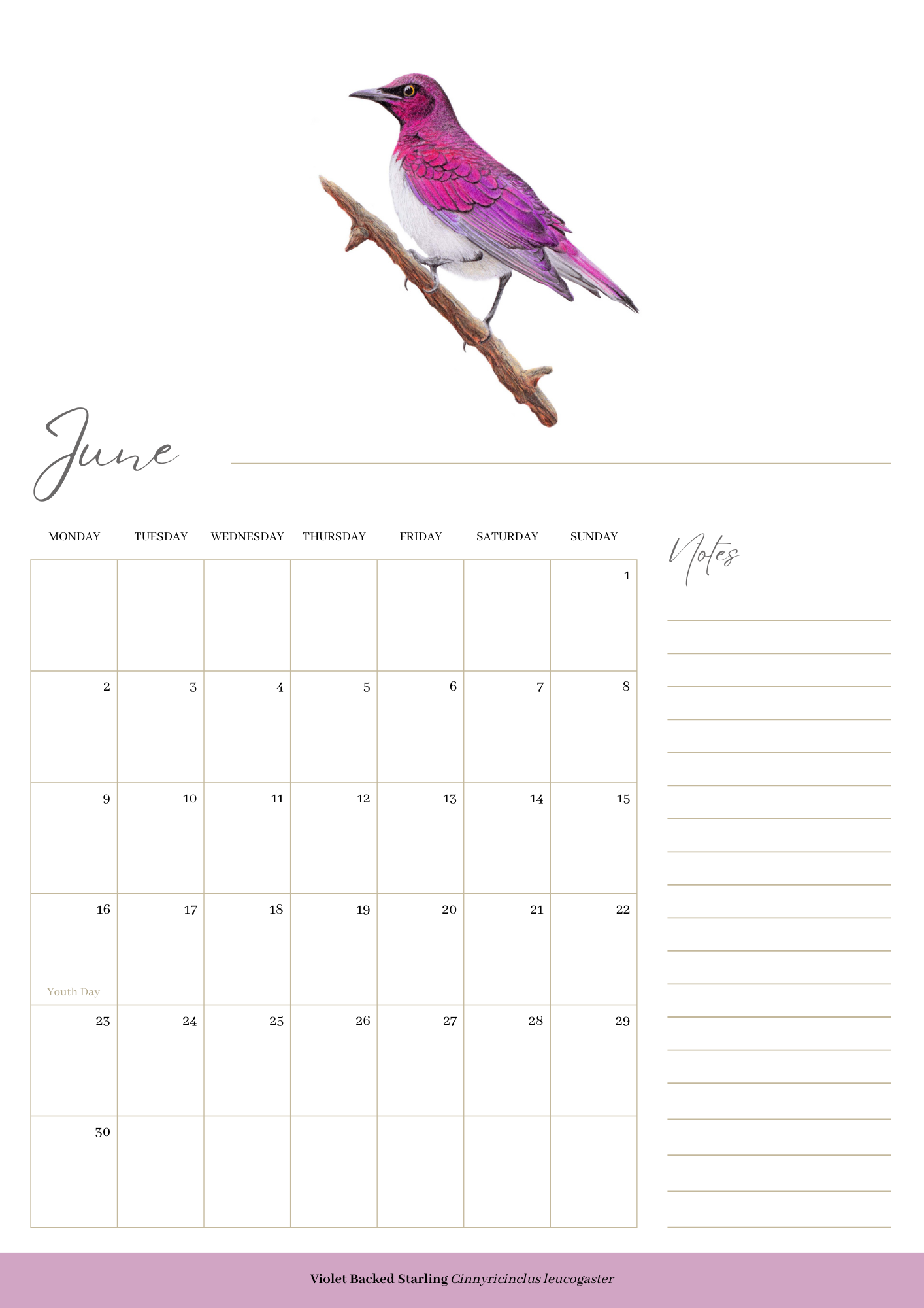 2025 premium quality South African birds hanging wall calendar showing wildlife artwork by artist Matthew Bell including Red Billed Hornbill, Lesser Striped Swallow, Saddle Billed Stork, Crowned Lapwing, Violet Backed Starling, Grey Headed Bush Shrike, African Pitta, Marico Sunbird, Blue Cheeked Bee Eater, African Pygmy Kingfisher, Cape Weaver, Wood Owl