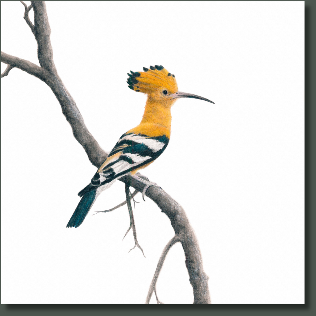 African Hoopoe Bird nature art