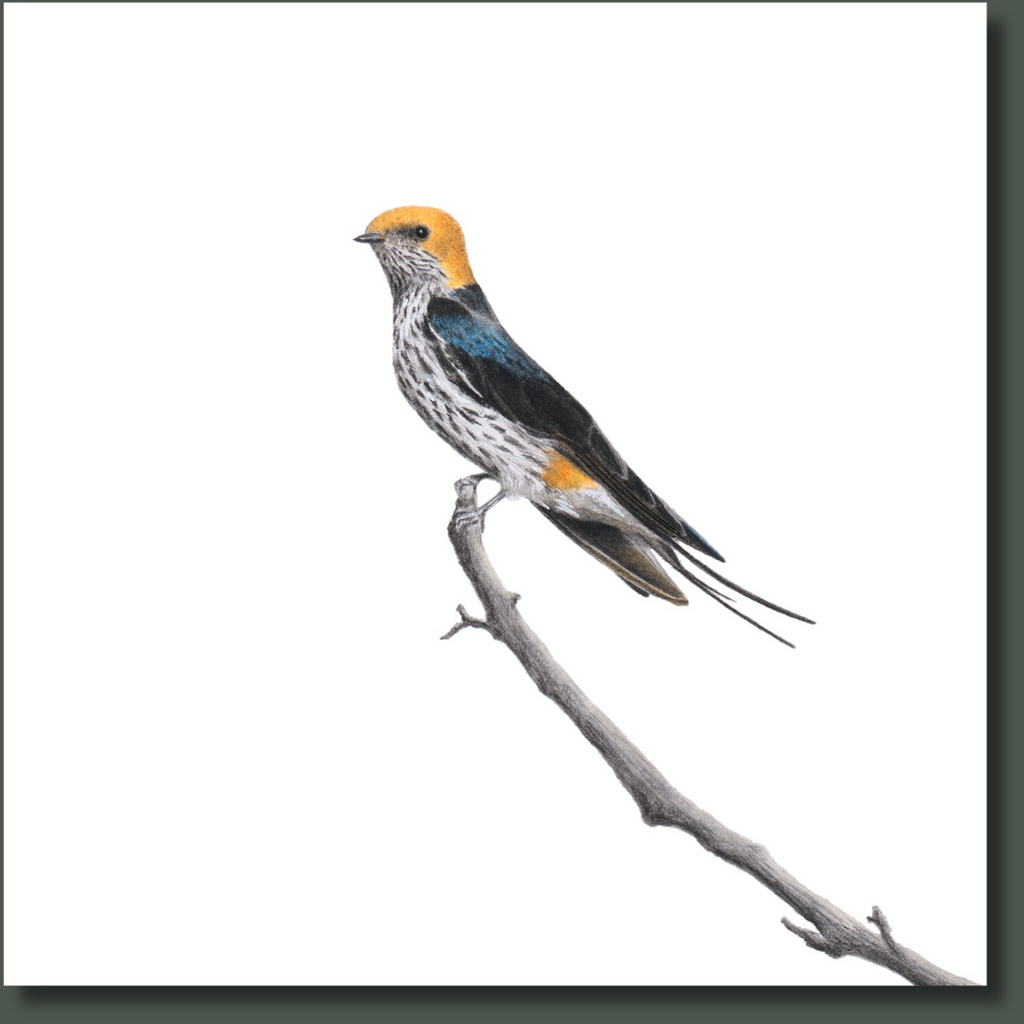 Lesser Striped Swallow bird art