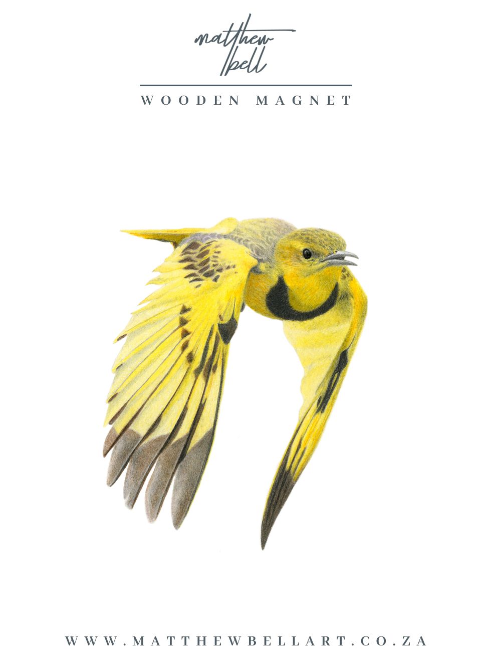 Golden Pipit Magnet- GPT