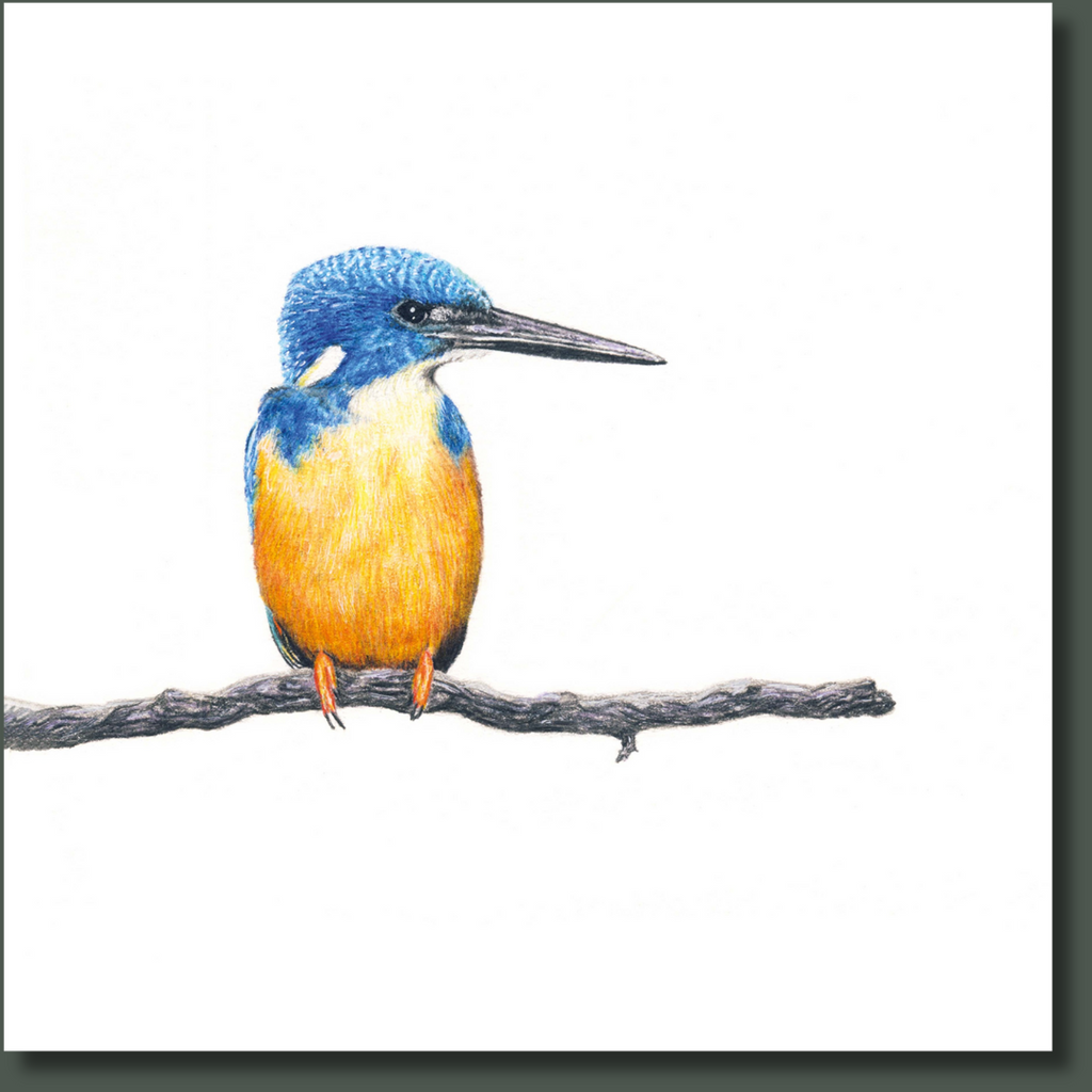 Half Collared Kingfisher birds of South Africa art