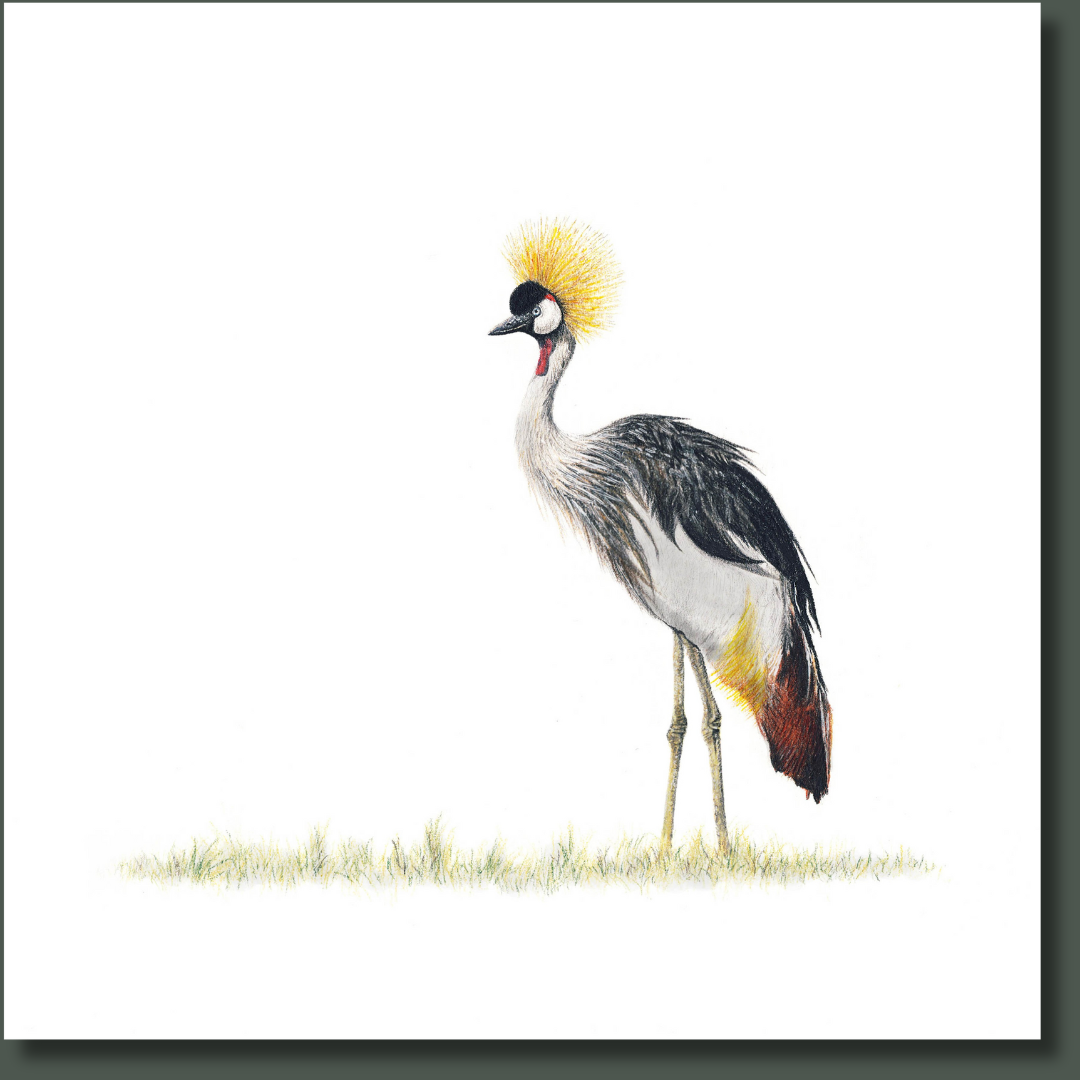 Crowned Crane bird nature artwork