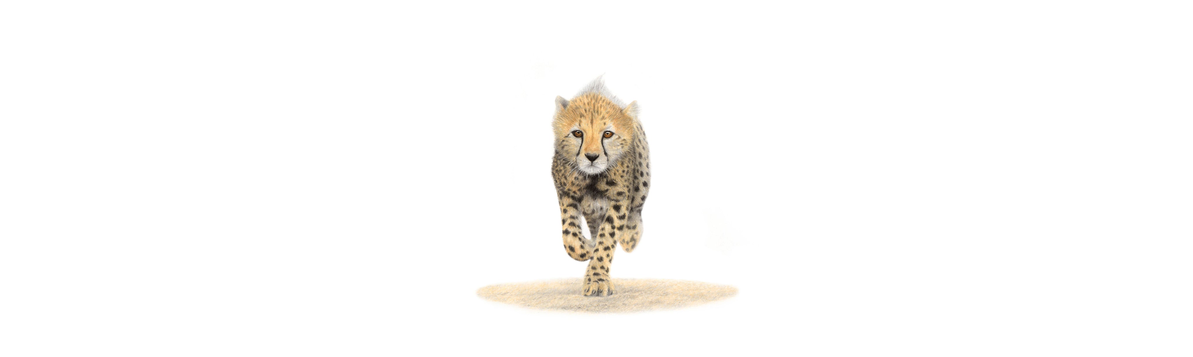 Cheetah Cub Panorama