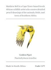 Golden Pipit Magnet- GPT